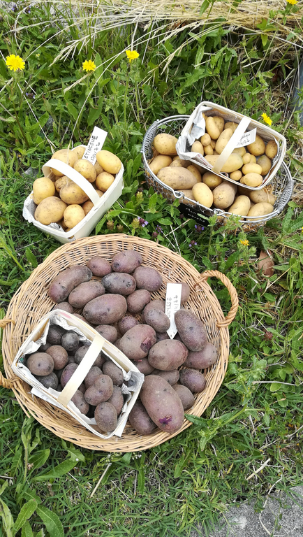 Les 5 Kg de pommes de terre récoltées pour les élèves de l'école de Boulazac