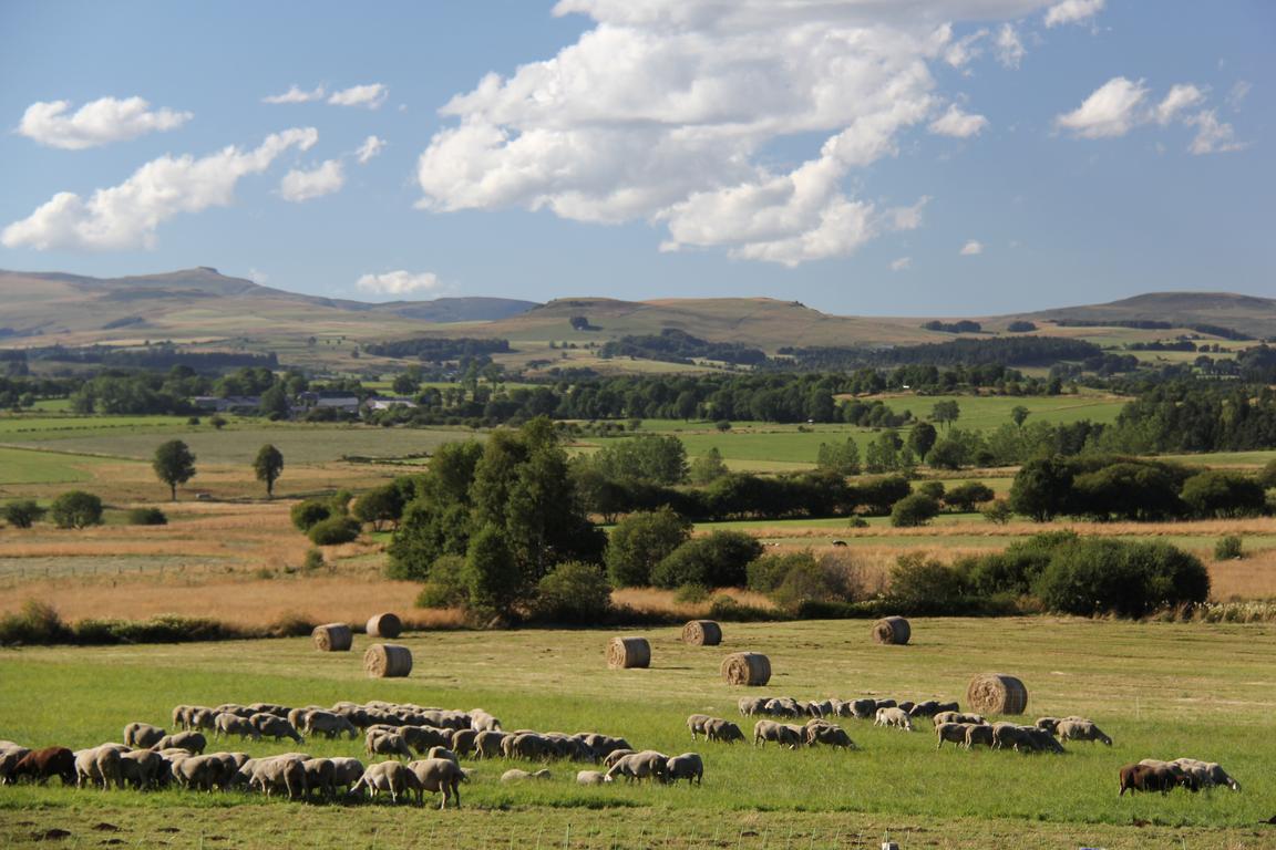 Un troupeau de moutons dans un champ avec à côté quelques bottes de paille.