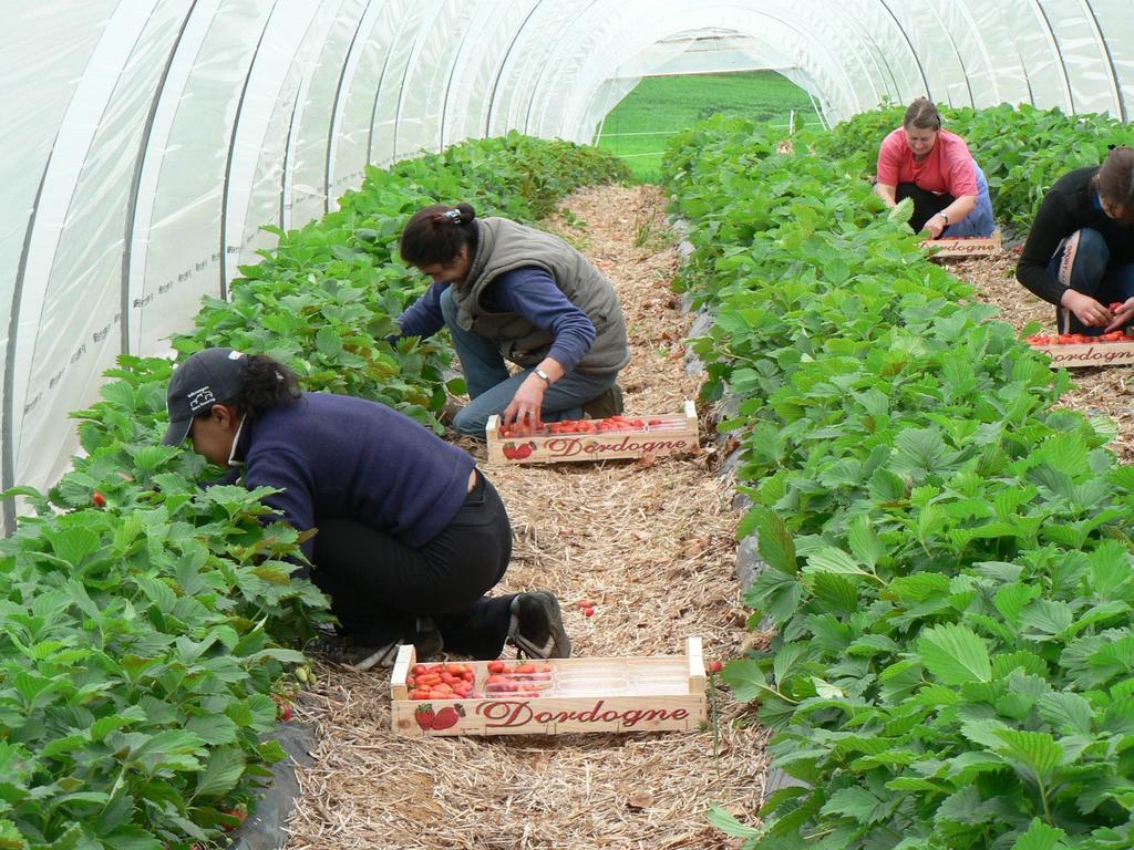 Ouvriers agricoles en train de récolter sous une serre des fraises de Dordogne