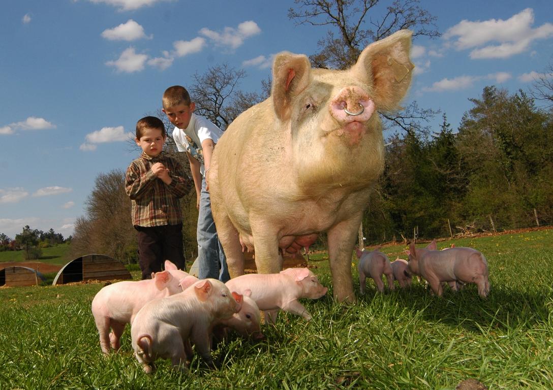 Deux jeunes enfants en train d'observer une truie et ses petits cochons dans un élevage.
