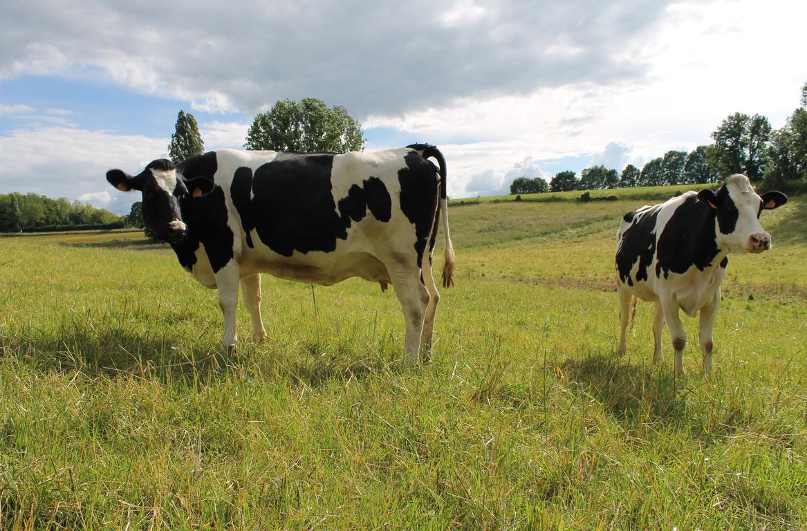 Un troupeau de jeunes vaches laitières, type Holstein, noires et blanches, dans un champ